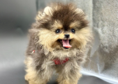 Gülen yüz pomeranian Boo